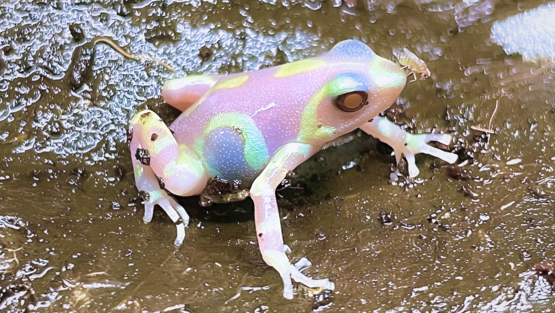 Dendrobates auratus birkhahn albino