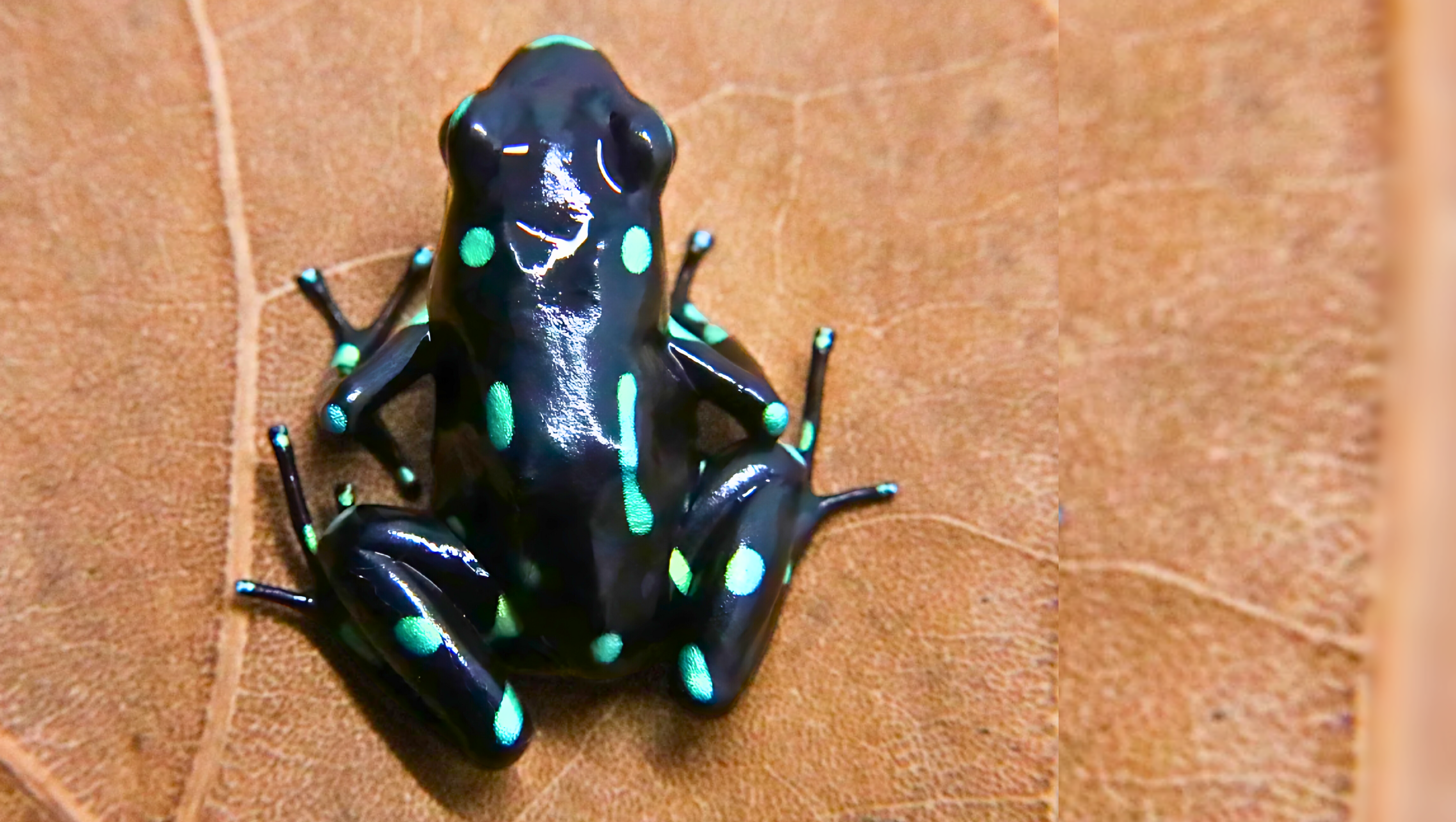 Dendrobates auratus ancon hill