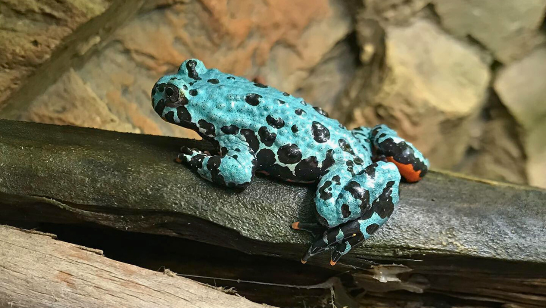 Bombina orientalis blue axanthic