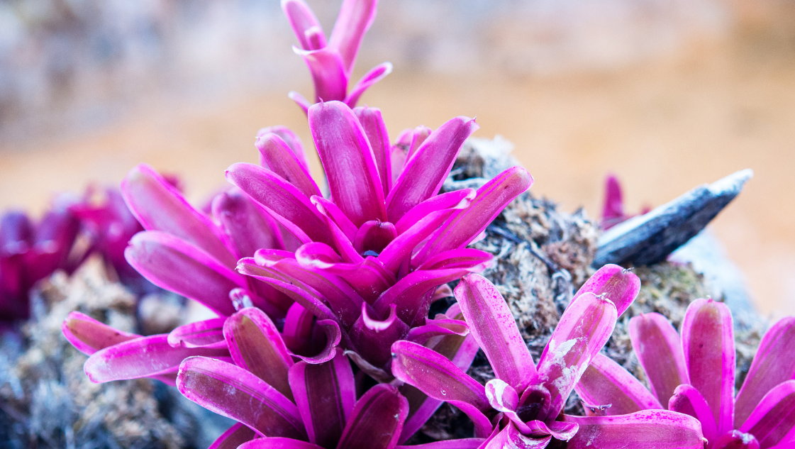 Bromelia & Neogerelia