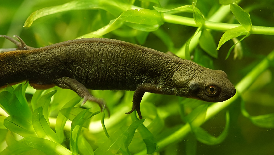 cynops fudingensis