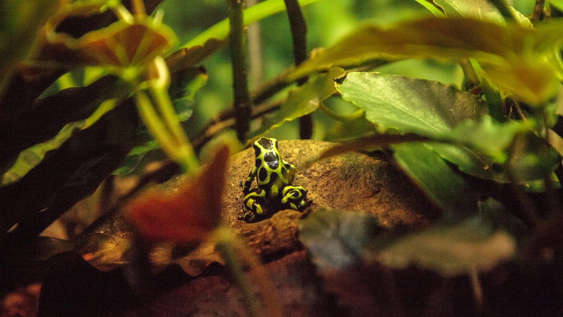 dendrobates auratus capurgana