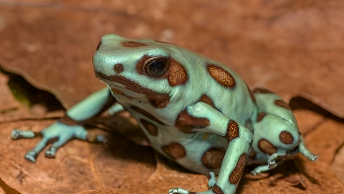 Dendrobates auratus microspot