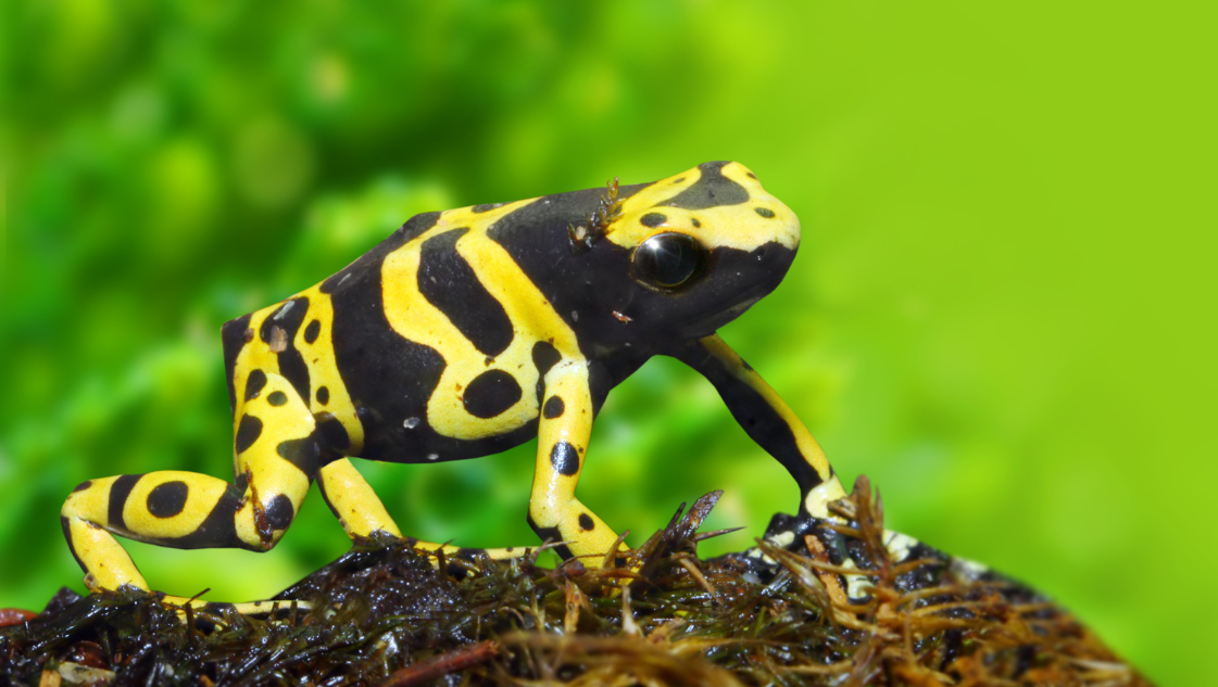 Dendrobates leucomelas vine spot