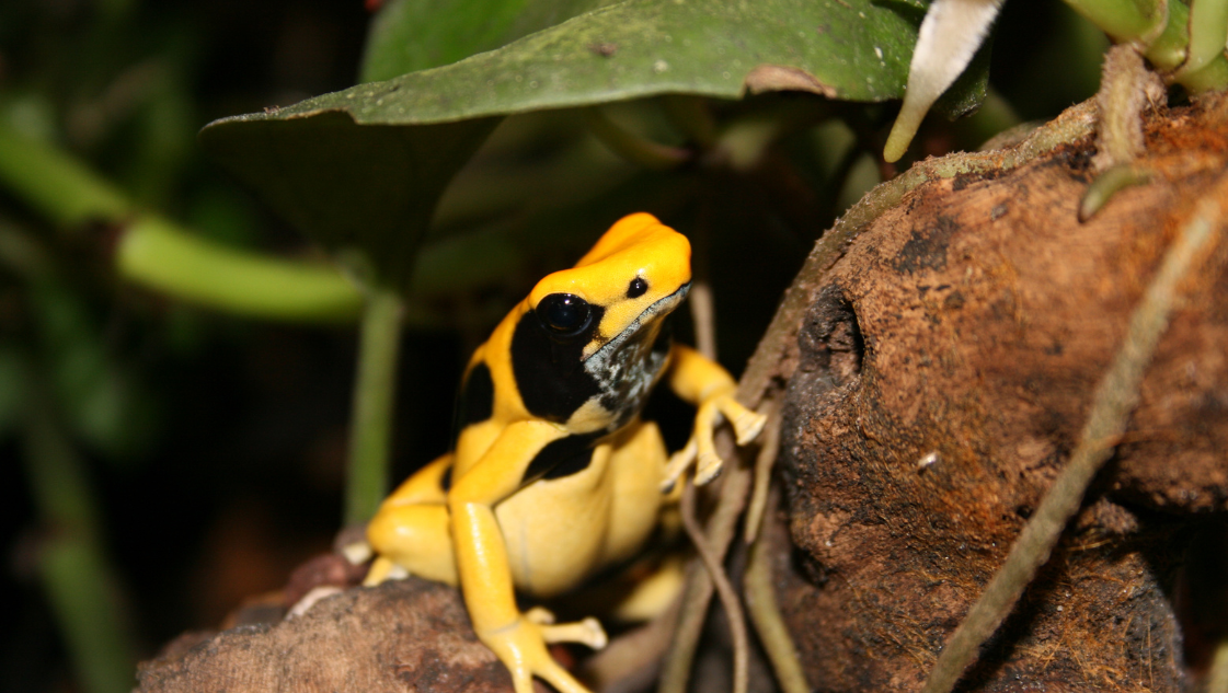 Dendrobates tinctorius regina