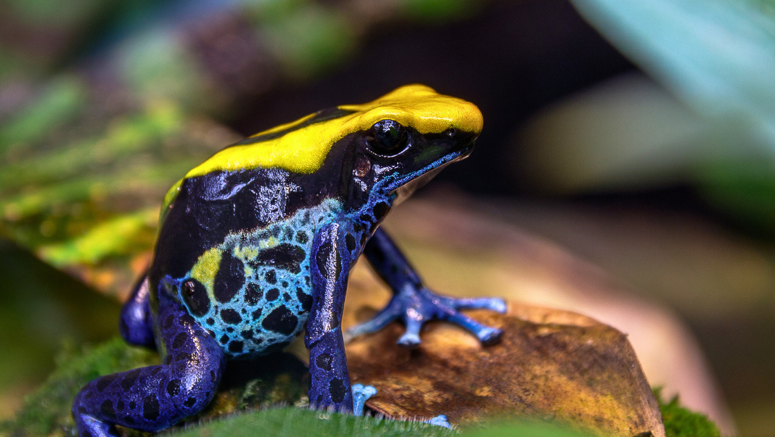 Dendrobates tinctorius robertus