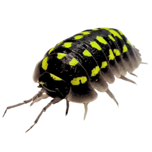 Armadillidium gestroi