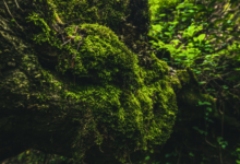 Moss (lumut) Hutan