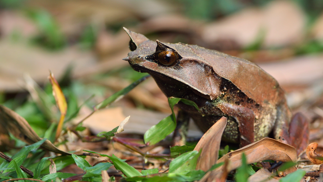 Megophrys montana