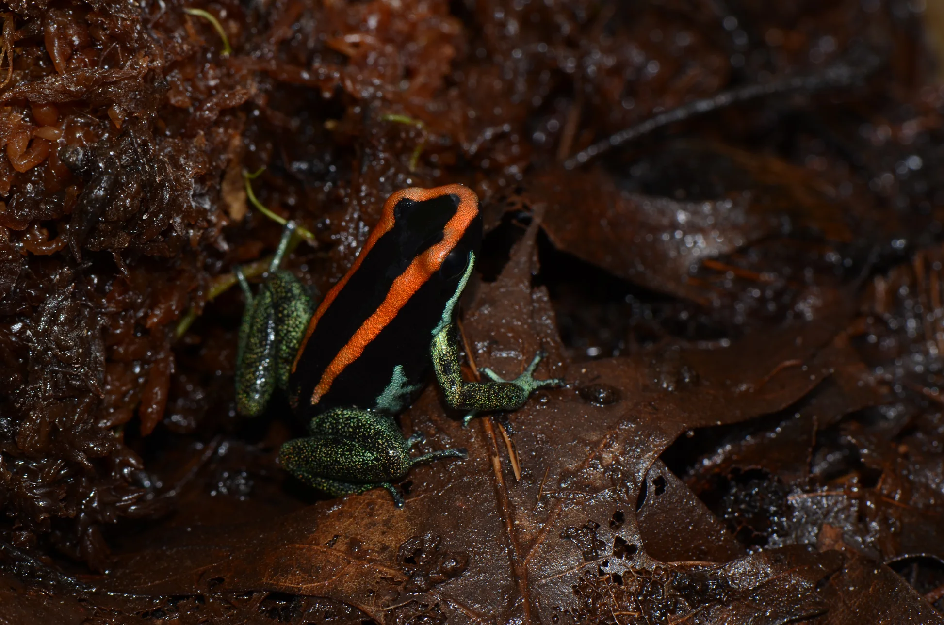 Phyllobates vittatus