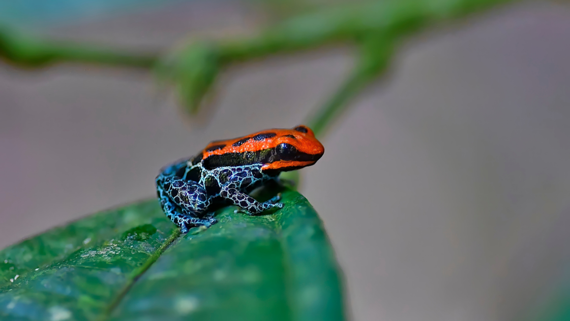 Ranitomeya reticulata