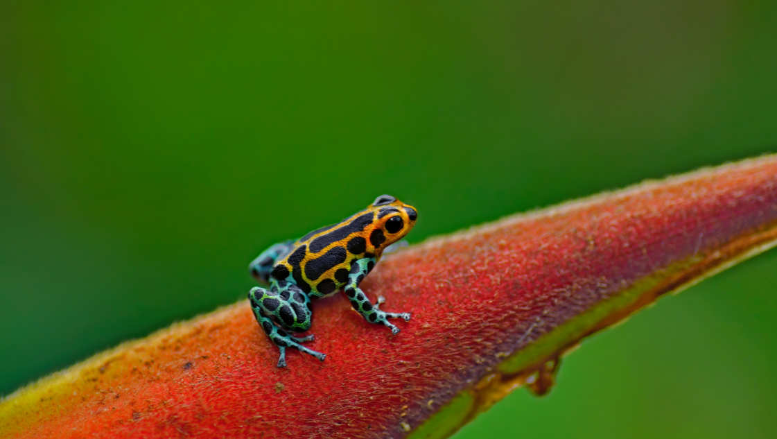 ranitomeya varadero