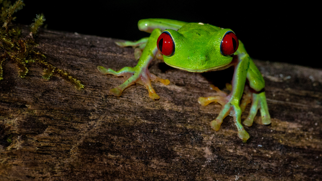 Agalychnis callidryas