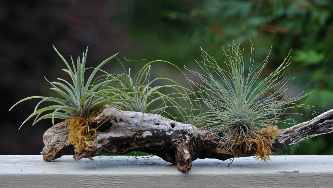 Tillandsia tanaman udara