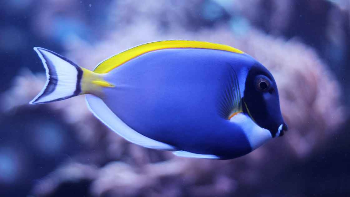 Acanthurus leucosternon