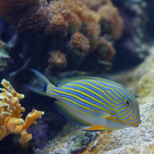 Acanthurus lineatus