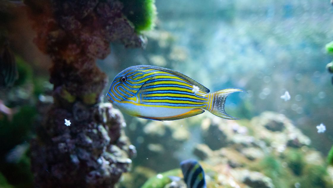 Acanthurus lineatus