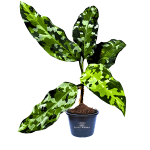 Aglaonema pictum tricolor