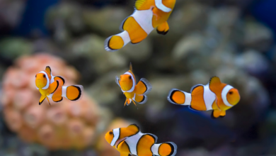 Amphiprion ocellaris