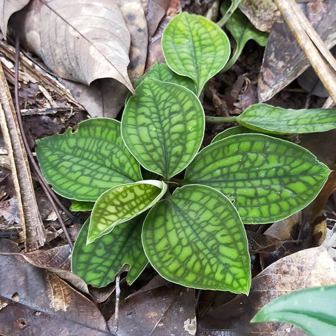 Jewel Orchid