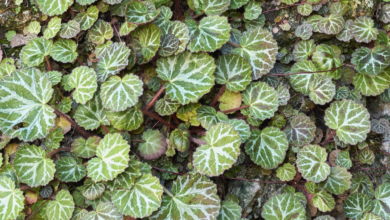 Begonia Sp