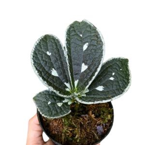 Elatostema Sp Borneo