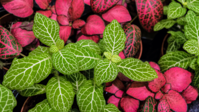 Fittonia Sp