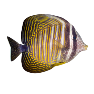 Zebrasoma desjardinii