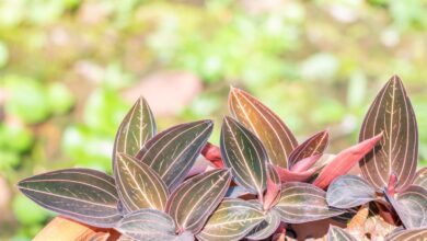 Jewel orchid