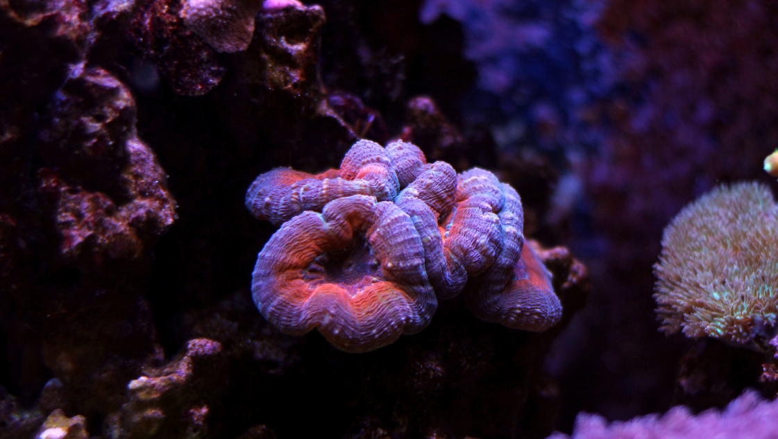 Lobophyllia