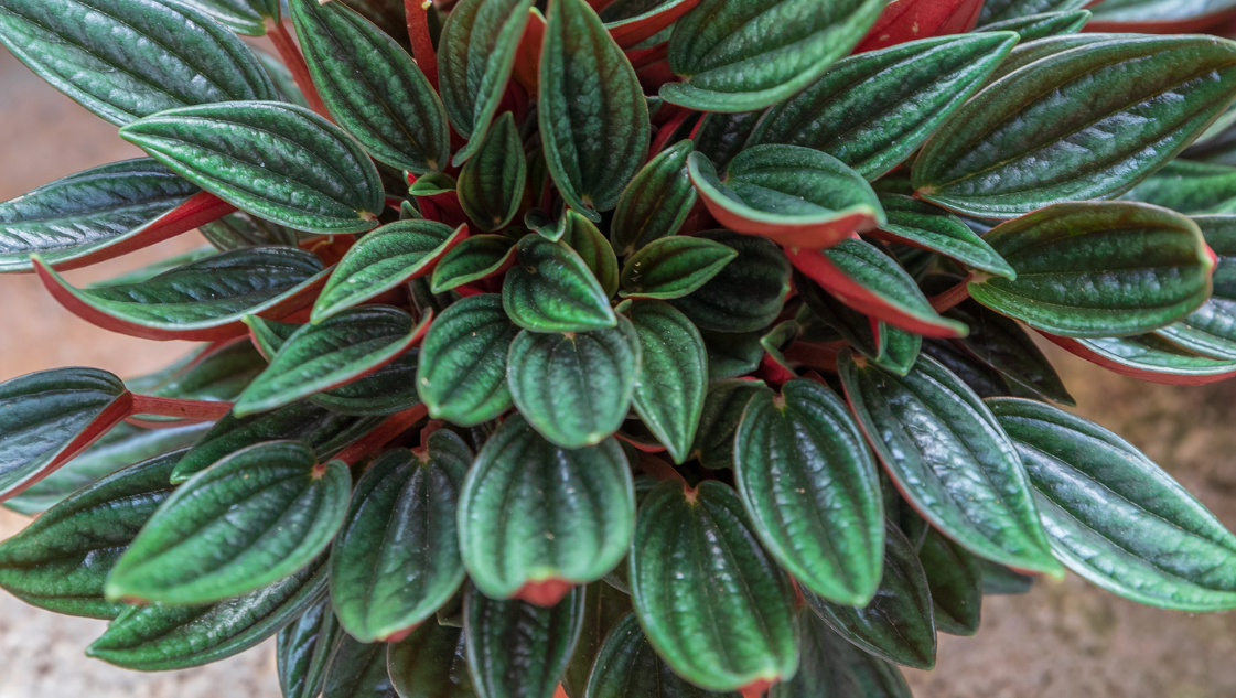 Peperomia Rosso