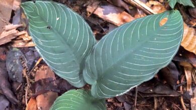 Schismatoglottis chevron sp borneo