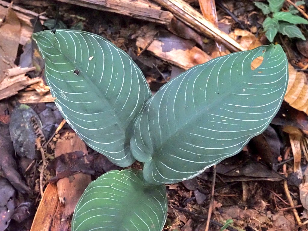 Schismatoglottis chevron sp borneo