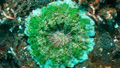 Acanthophyllia deshayesiana