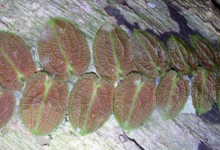 Pothos Barberianus