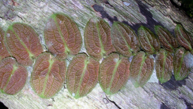 Pothos Barberianus