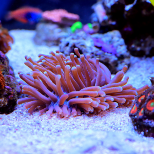 Plate coral