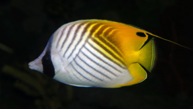 Chaetodon auriga