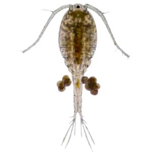 Copepoda Zooplankton