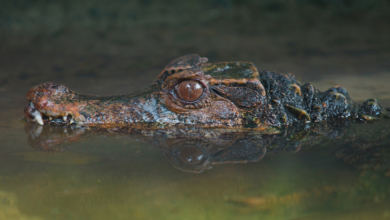 Paleosuchus trigonatus