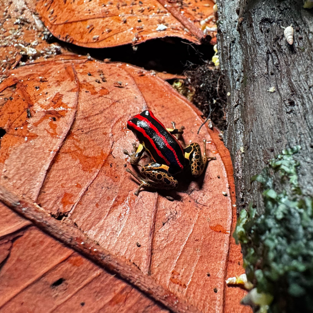 Ranitomeya uakarii 