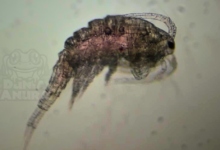 Copepoda Zooplankton