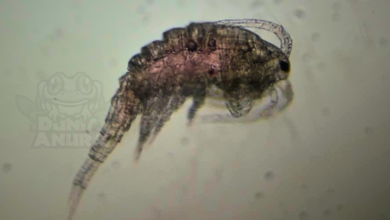 Copepoda Zooplankton