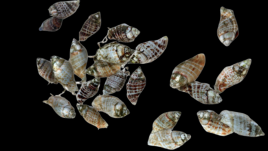 Siput laut Strombus / Babylonia (Fighting Conch Snail)