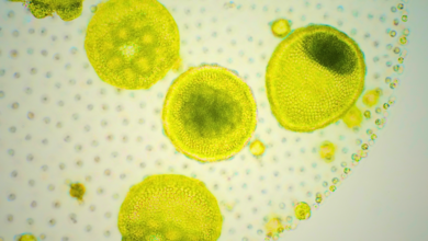 Phytoplankton