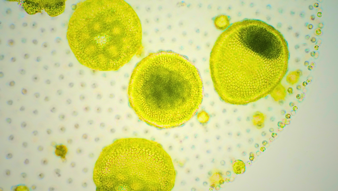 Phytoplankton