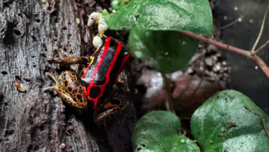 Ranitomeya uakarii