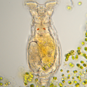 Rotifer zooplankton 