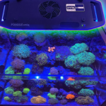 Kessil AP9X