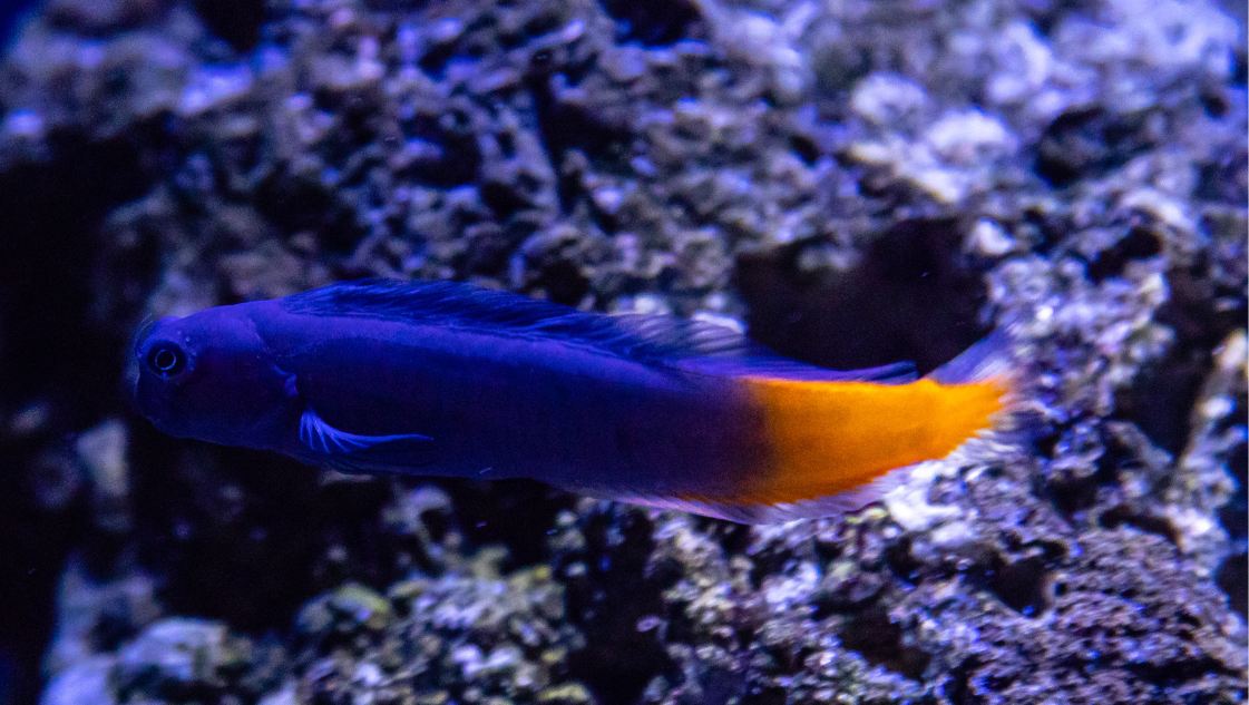 Ecsenius bicolor